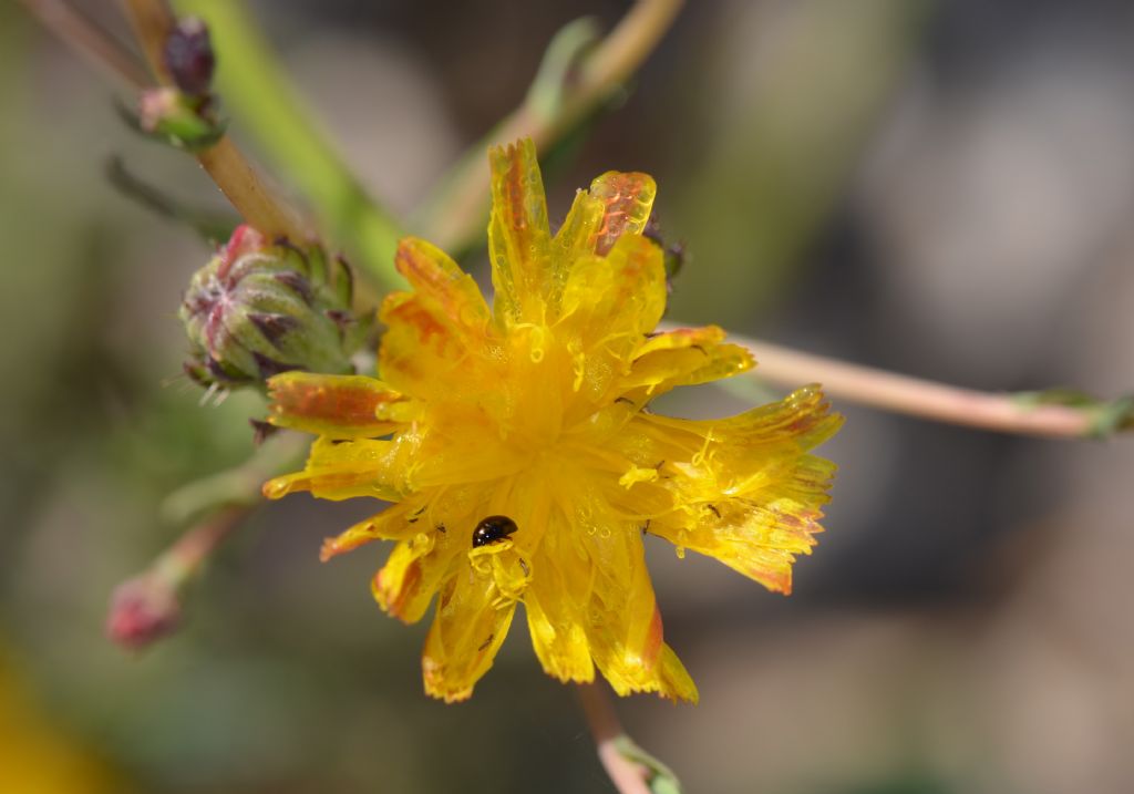 Lactuca cfr. saligna